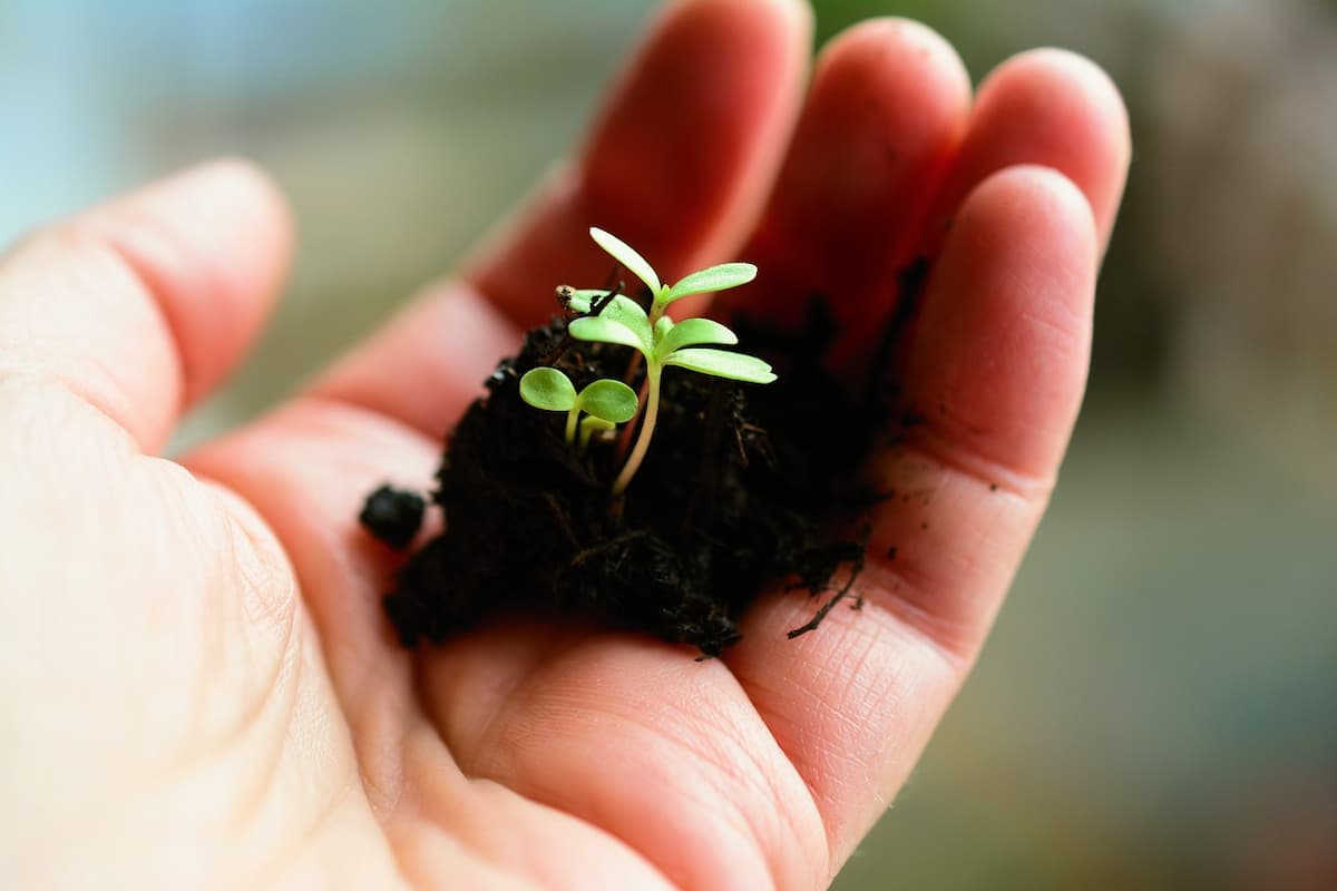 residuos o posos de café funcionan como abono para plantas