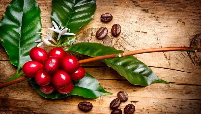 Café biodinámico