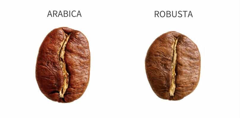 Variedades Arábica y Robusta