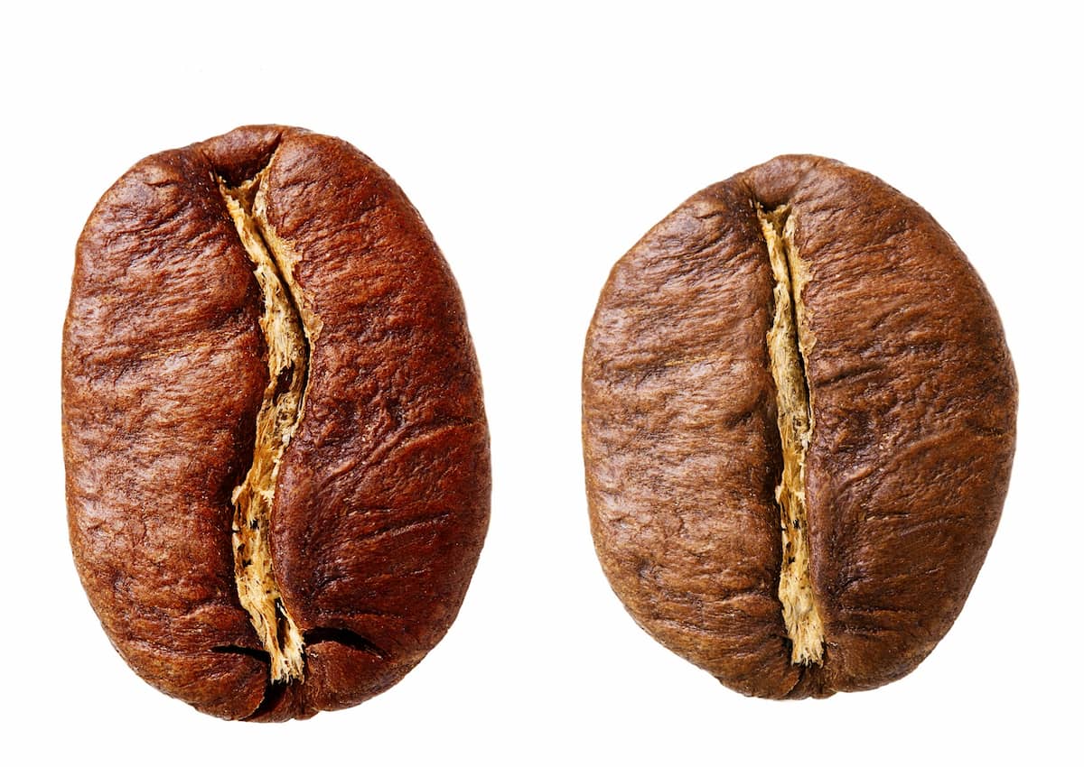 12 Diferencias entre café arábica y robusta