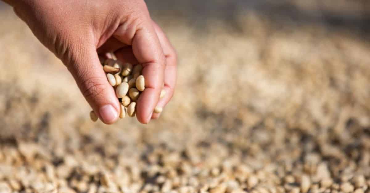 Fermentación del café
