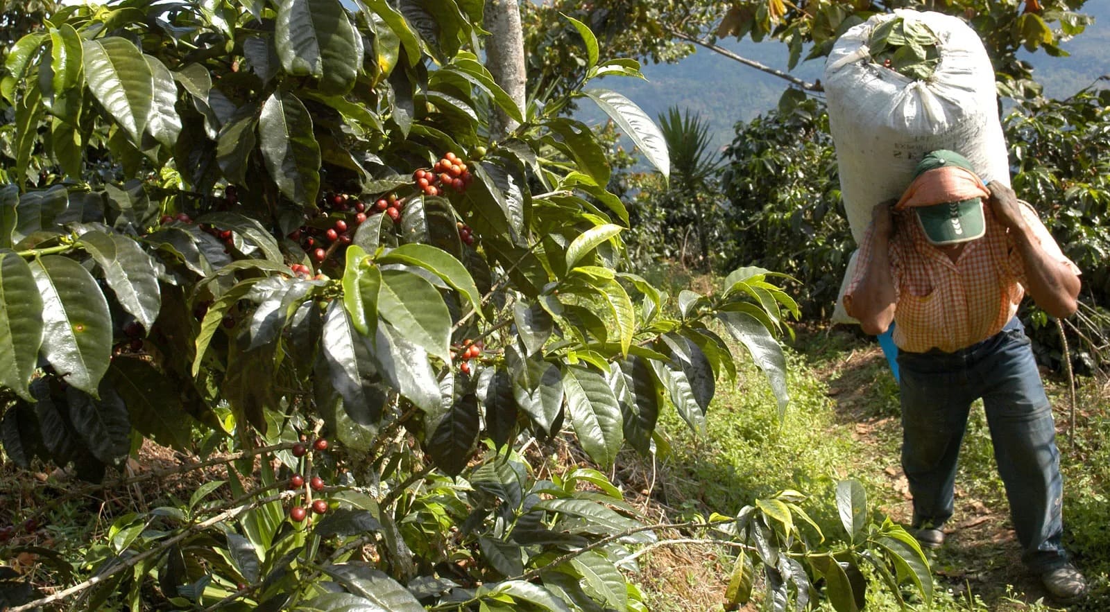 Plantaciones de café producción de cultivo, variedades y tipos