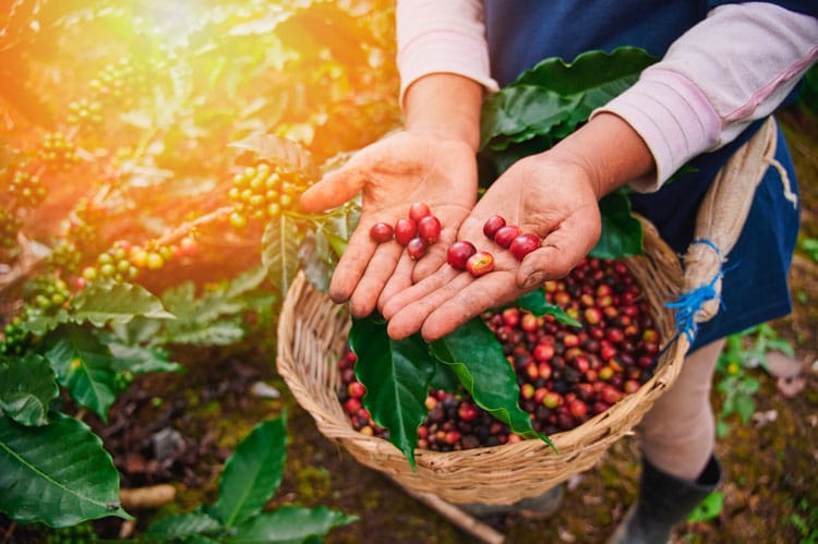 Cerezas de café maduras