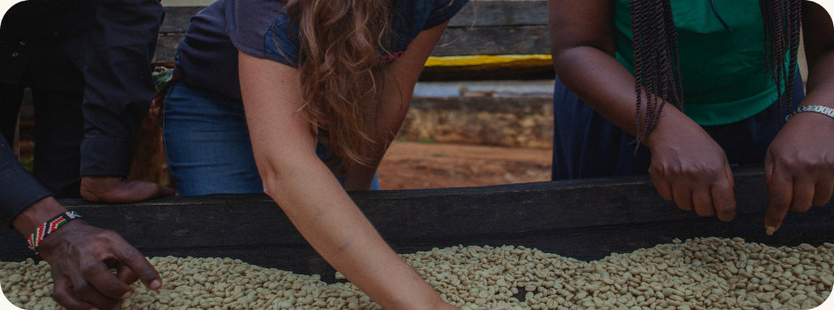 Caficultores seleccionando granos de café en un secadero de origen