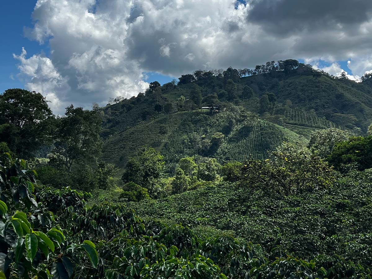 Café Pink Bourbon | Edição Limitada | 87,5 pontos SCA