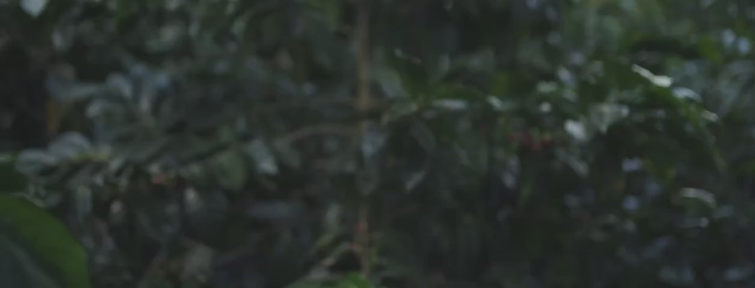 WEB slider home 480p