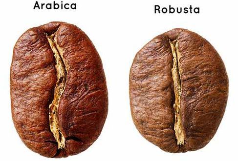 ▷ Tipos de café: Arábica vs. Robusta ¡Conoce Sus Diferencias