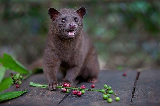 Caf Kopi Luwak Gastronomadas MX