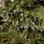 Finca El Vergel, Sant Rafael, Guatemala