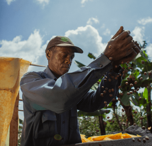 Hombre con gorra y camisa de manga larga, clasificando granos de café bajo un cielo azul con nubes, en un entorno de plantación.