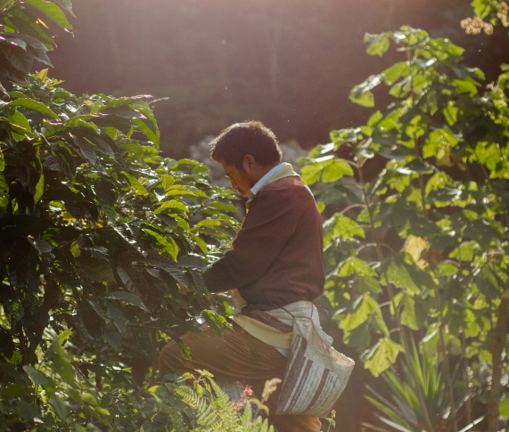 Persona con chaqueta marrón y bufanda azul cosechando café entre plantas verdes en una finca, con una bolsa colgada al costado.