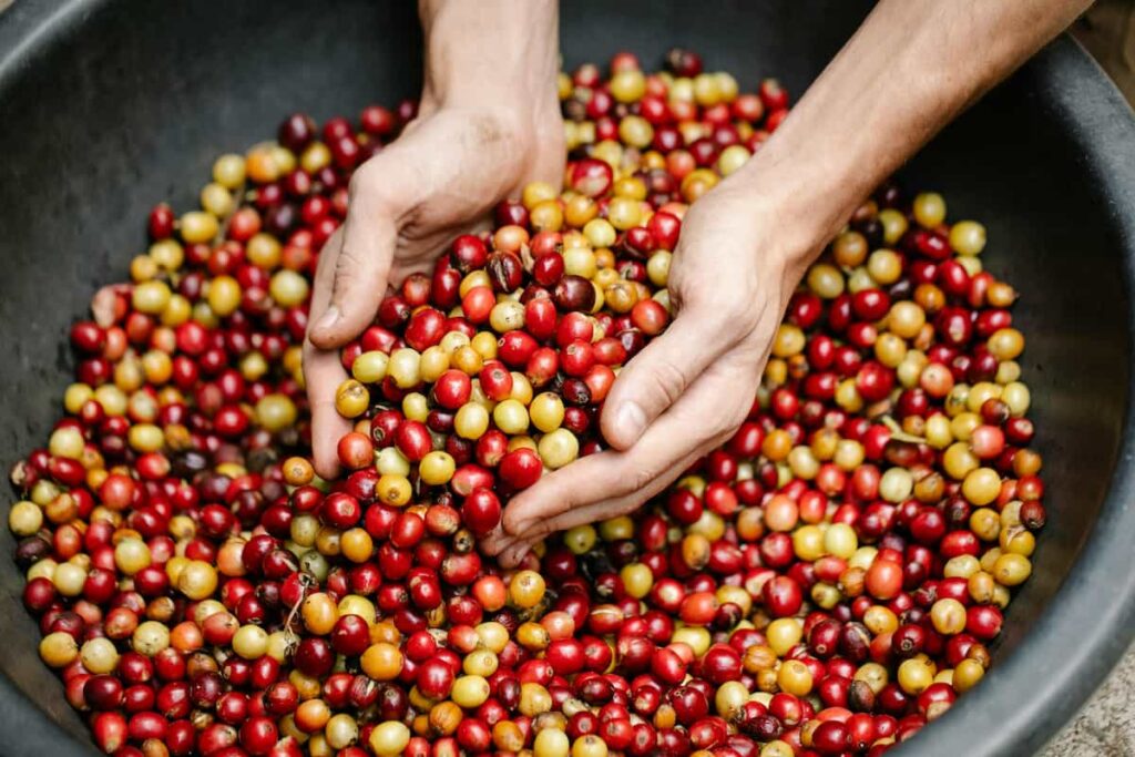 caffè decaffeinato processo decaffeinazione